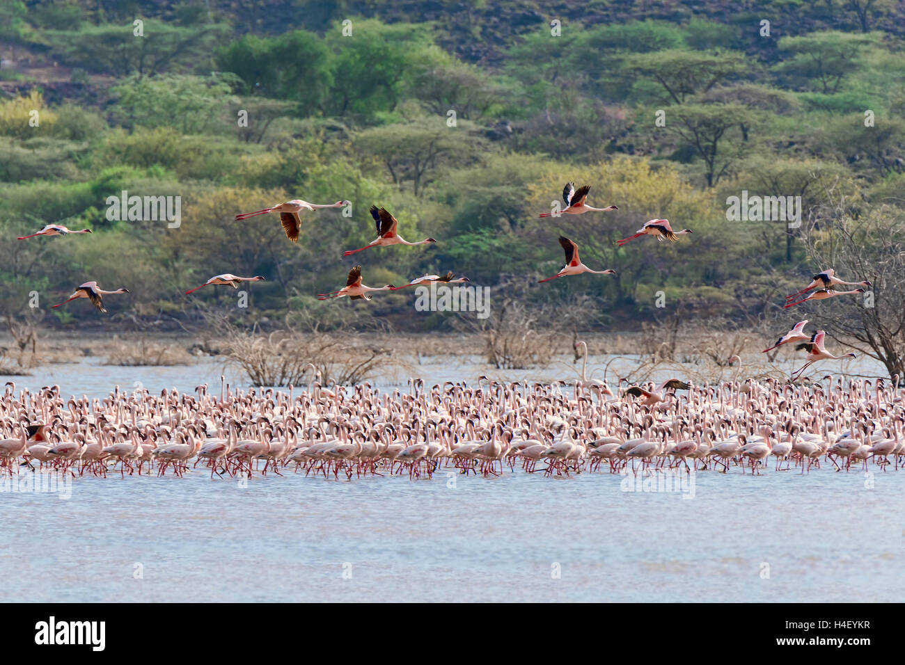 Flamingos (Phoenicopteridae), Lake Bogoria, Kenya, East Africa Stock Photo