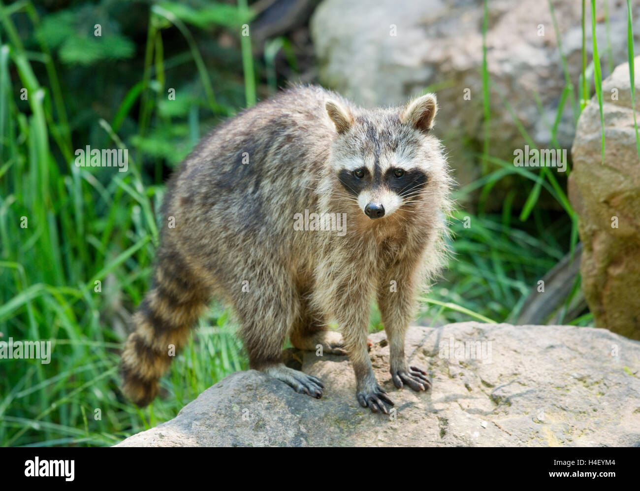 North American raccoon (Procyon lotor), captive, Germany Stock Photo