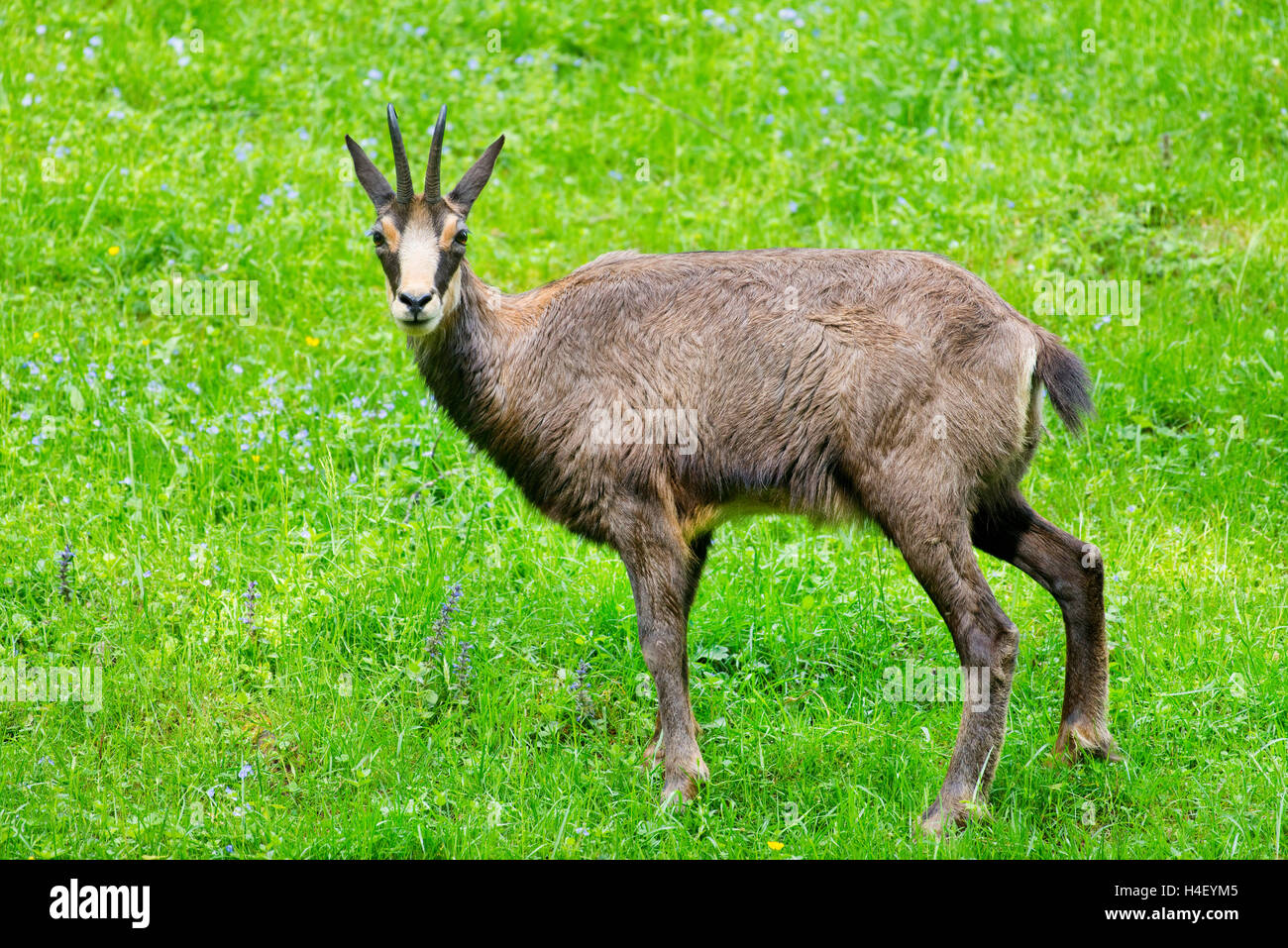 Chamois people hires stock photography and images Alamy