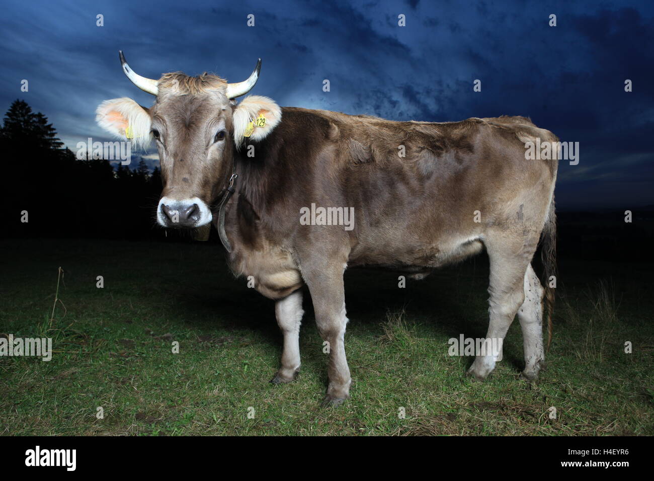 Allgaeu brown cattle, cow of a domestic cattle breed (Bos taurus primigenius) on a meadow near Grossholzleute Stock Photo