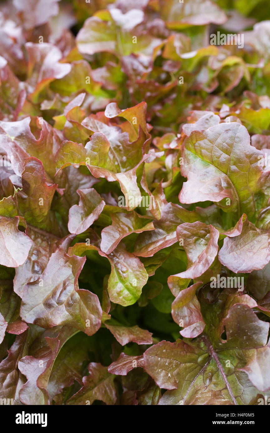 Lactuca sativa 'Rushmoor'. Red oak leaf lettuce. Stock Photo