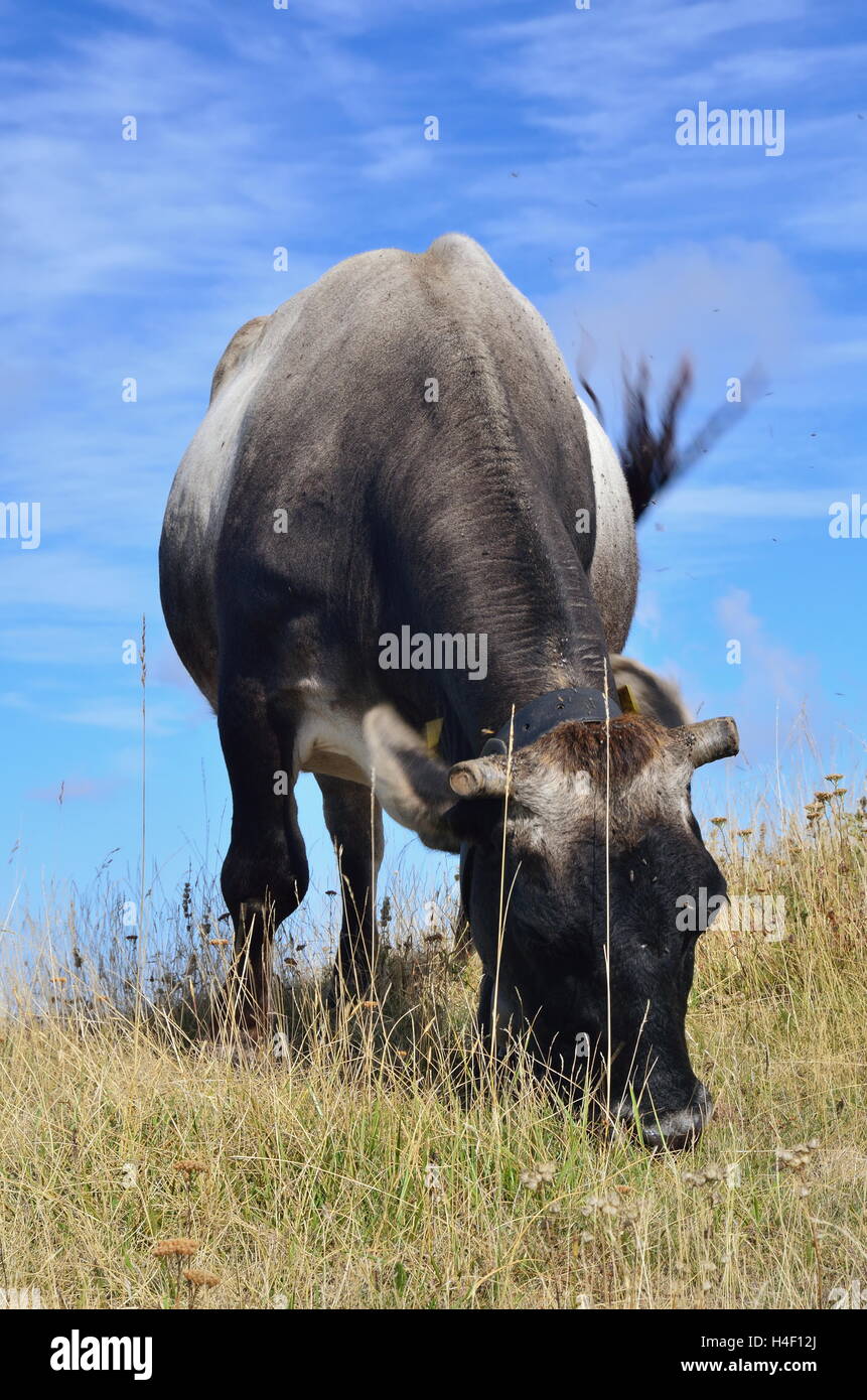 grazing cow in the field in summer Stock Photo - Alamy