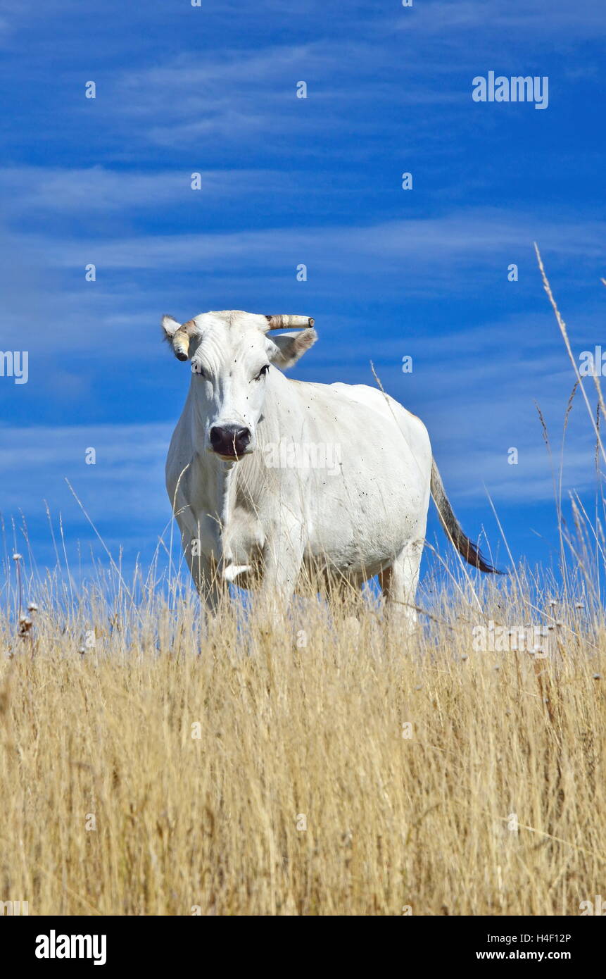 grazing cow in the field  in summer Stock Photo