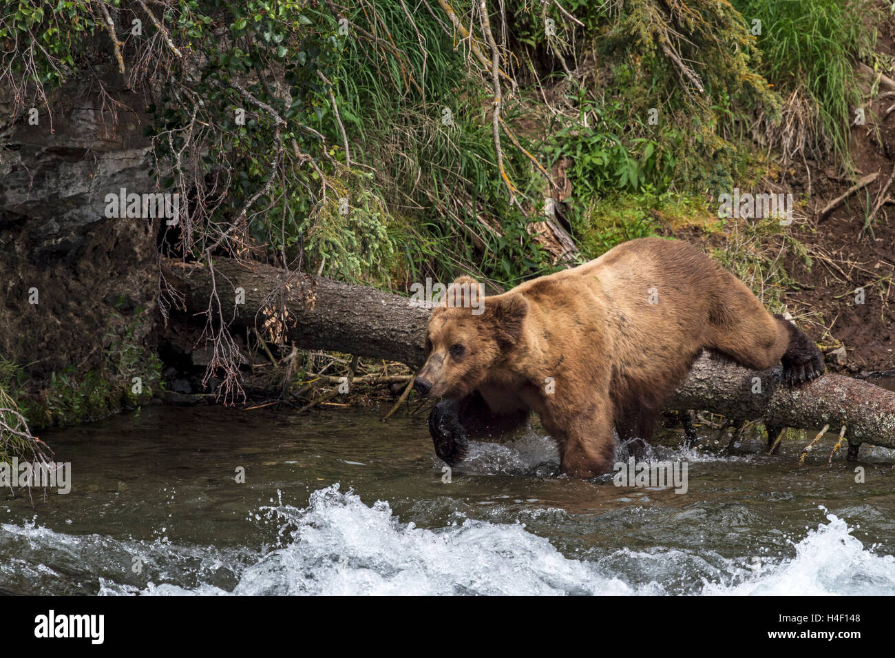 Brown Bear walking across river stream Brooks river, Katmai National Park, Alaska Stock Photo