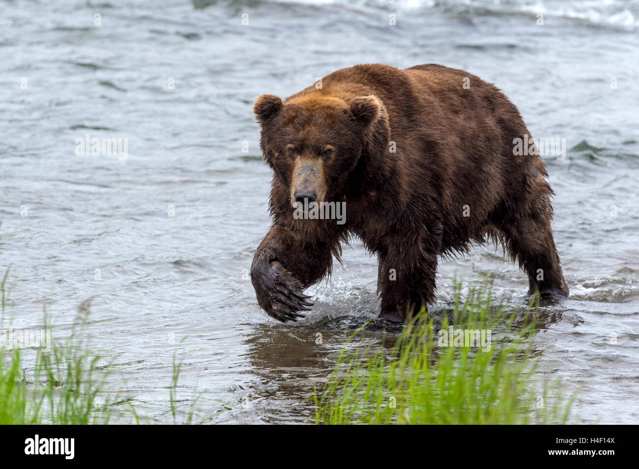 Brown Bear hunting for salmon in the river, Brooks river, Katmai National Park, Alaska Stock Photo