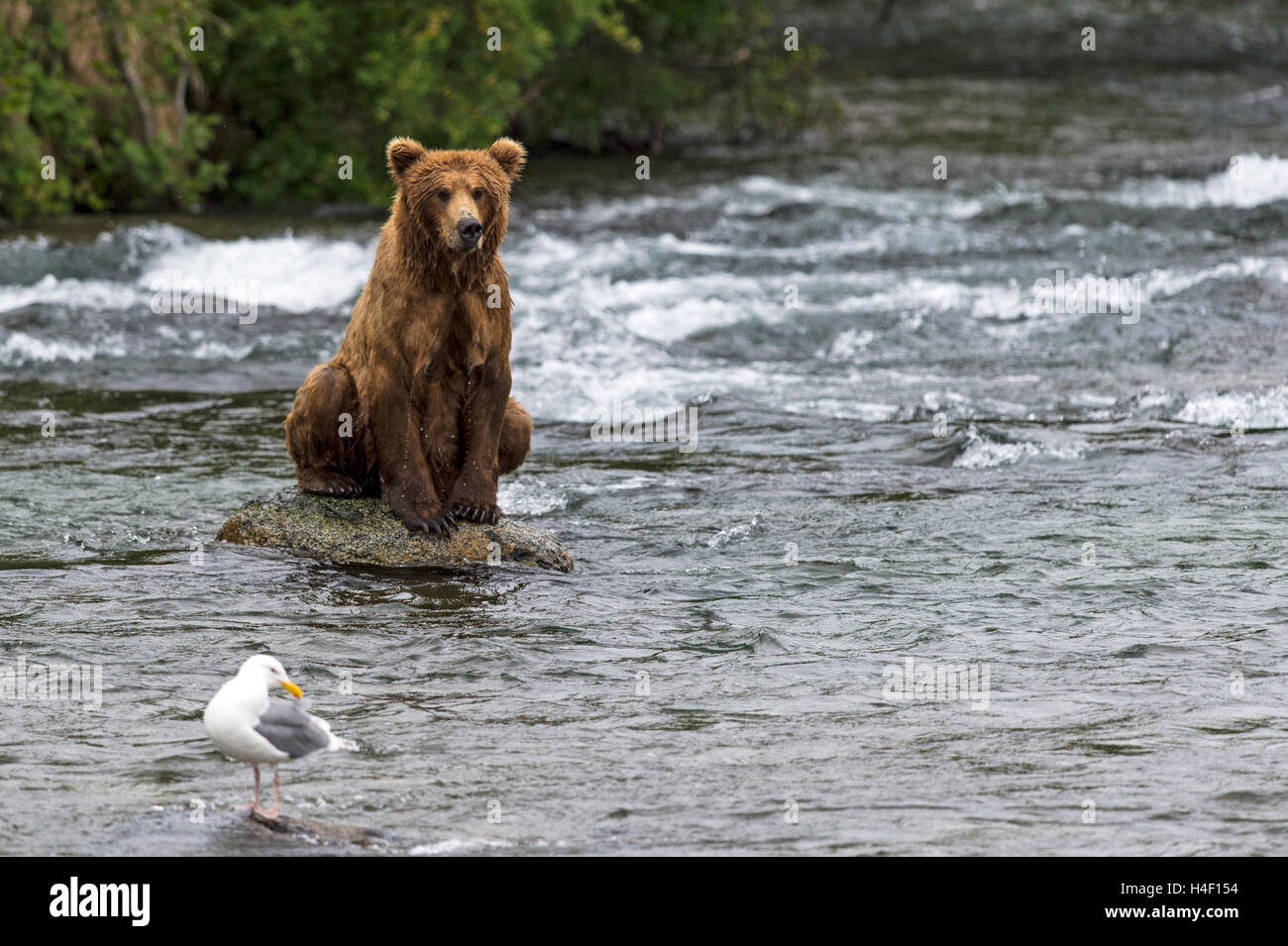 Brown Bear sitting on rock in the river, Brooks river, Katmai National Park, Alaska Stock Photo