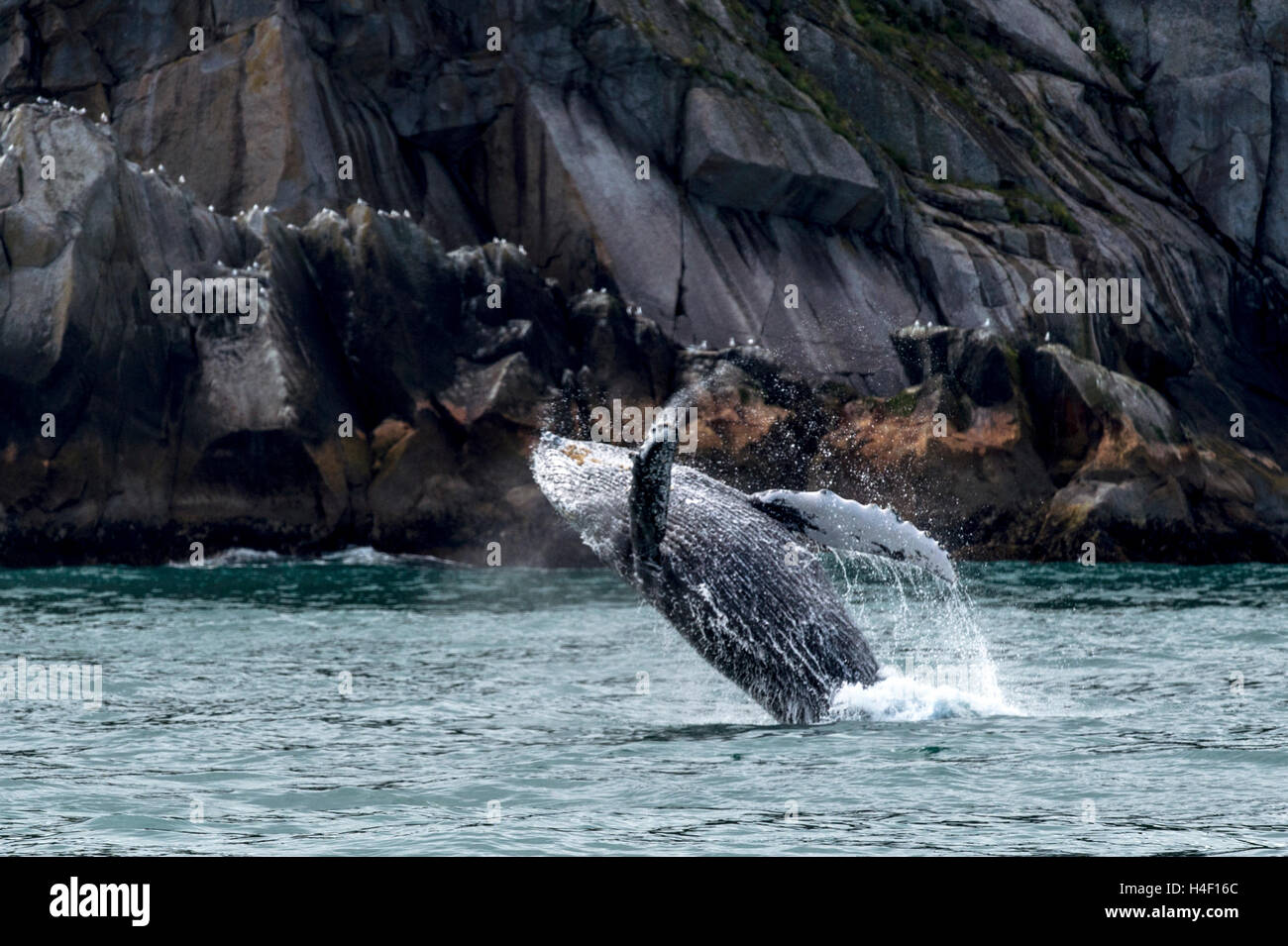 Humpback whale breaching, Kenai fjords, Seward, Alaska Stock Photo