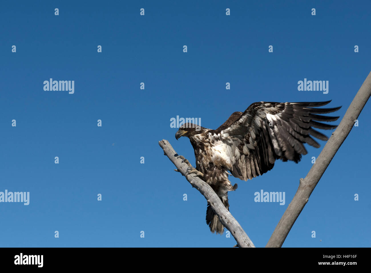 Juvenile bald eagle on a tree, Anchorage, Alaska Stock Photo