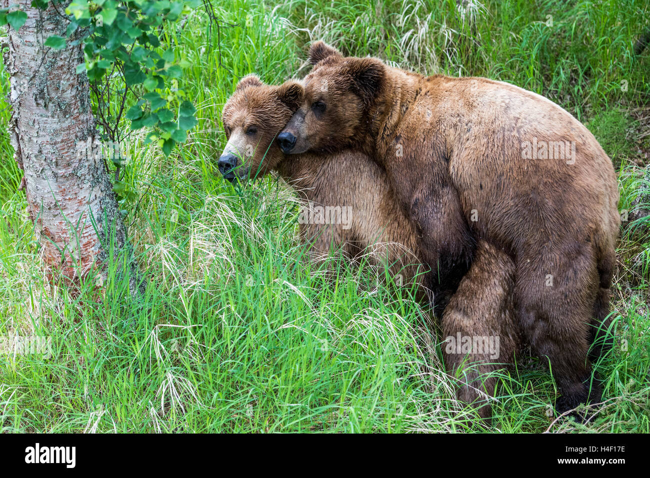 Brown Bear adults mating, Katmai National Park, Alaska Stock Photo