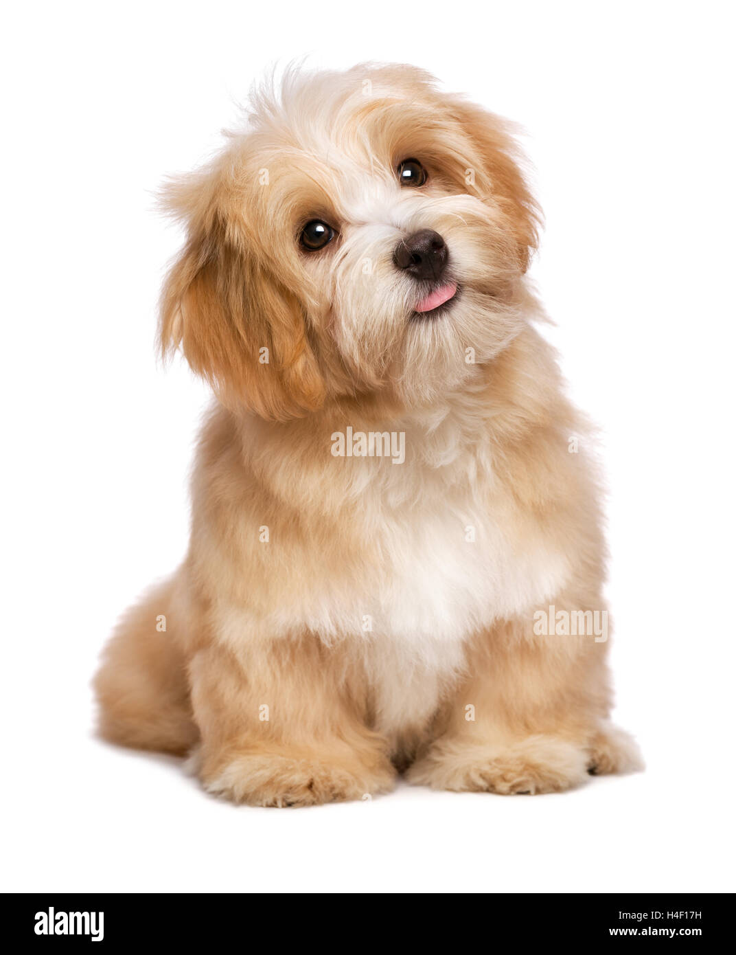 are havanese hyper dogs