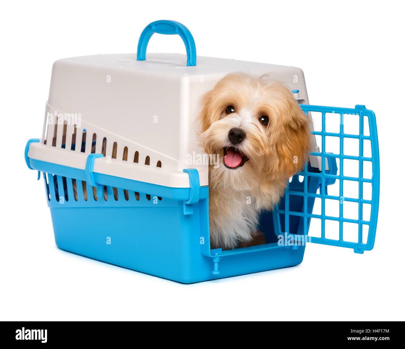 Cute happy havanese puppy dog is looking out from a pet crate Stock Photo
