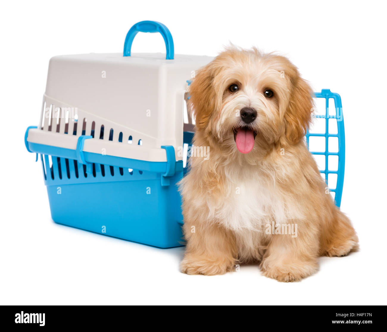 Cute happy havanese puppy dog is sitting before a pet crate Stock Photo