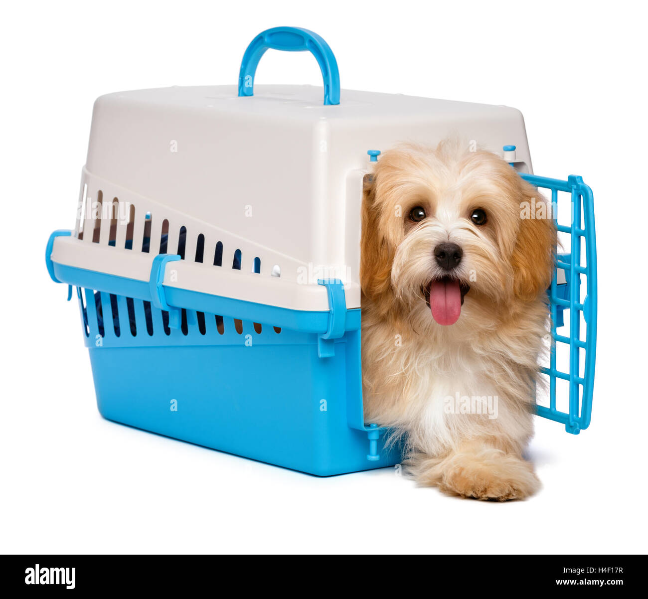 Cute happy havanese puppy dog is step out from a pet crate Stock Photo