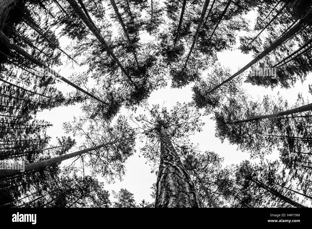 Pine forest trees Nuuksio National Park, Helsinki, Finland Stock Photo