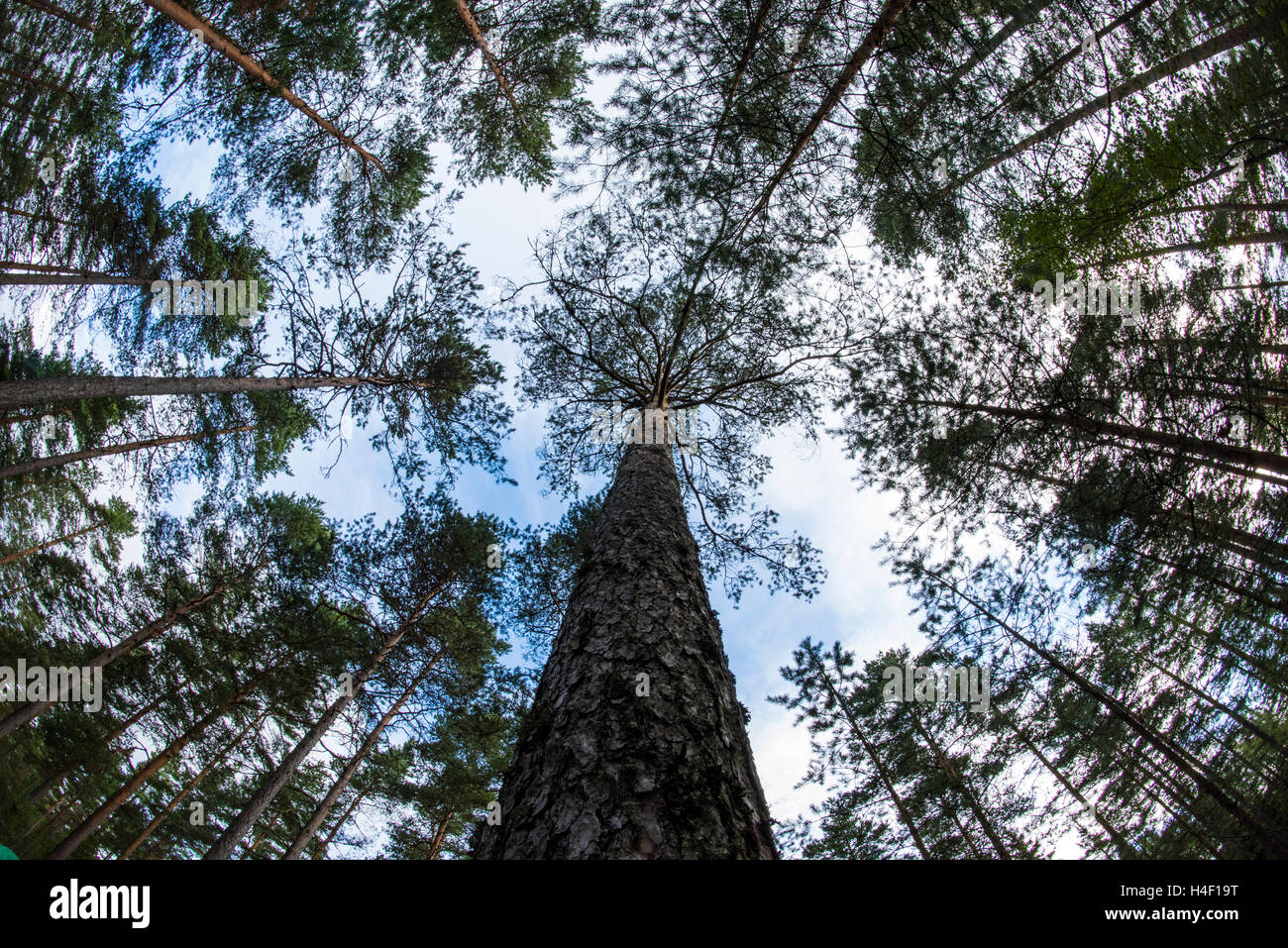 Pine forest trees Nuuksio National Park, Helsinki, Finland Stock Photo