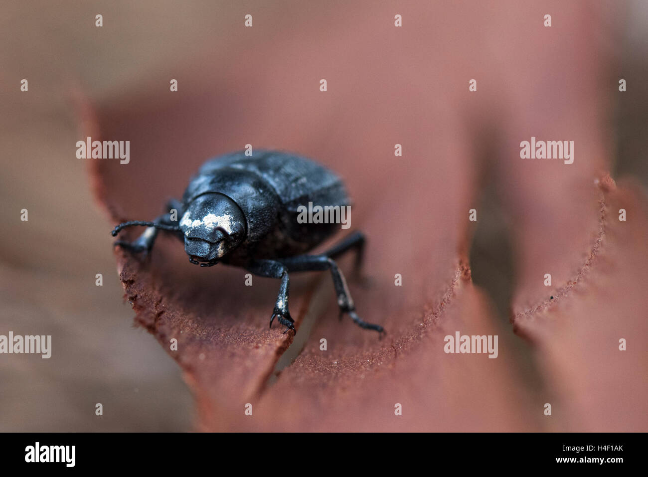 Darkling beetle, Porto Ferro, Sardinia, Italy Stock Photo