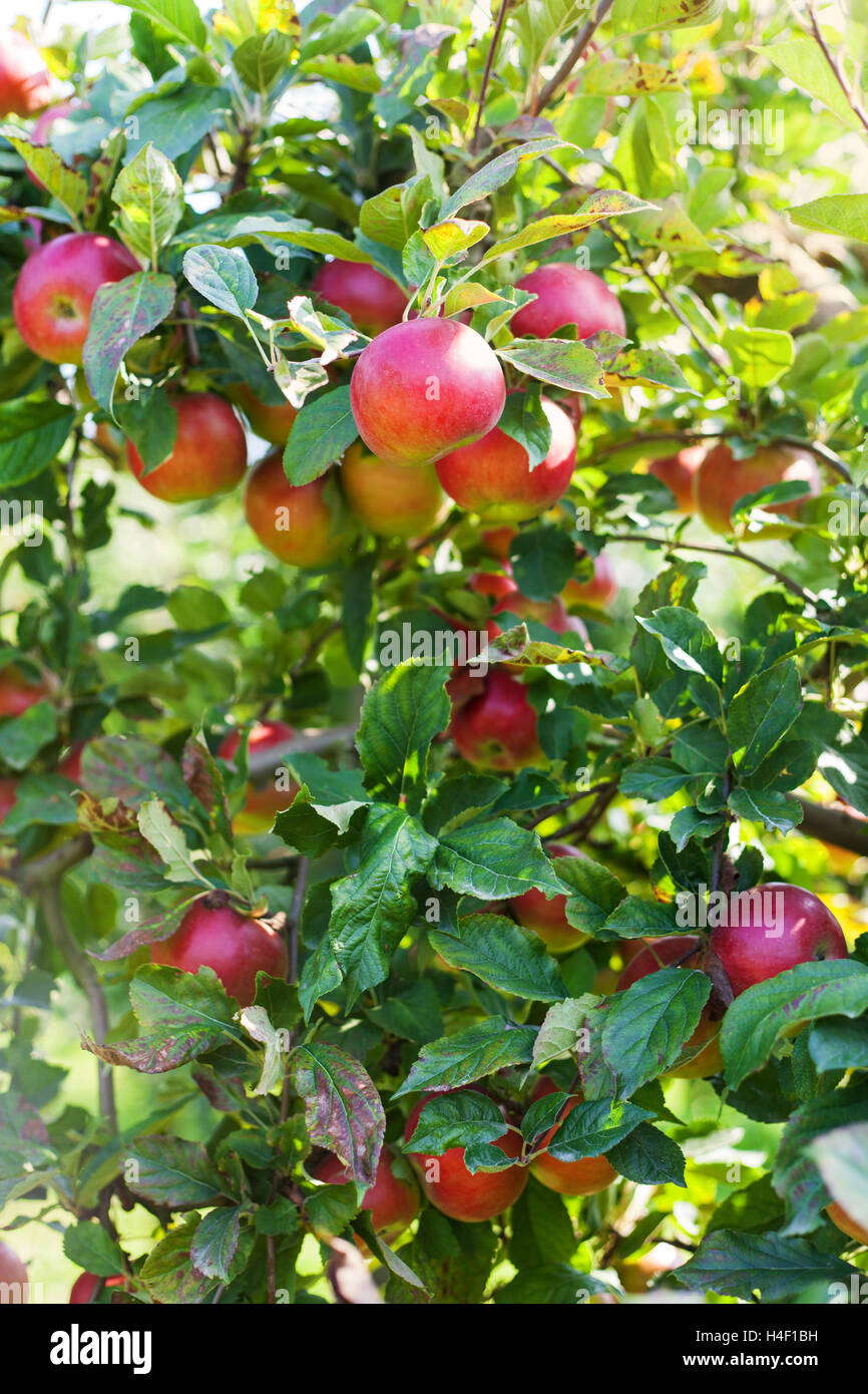 Apples in apple tree Stock Photo