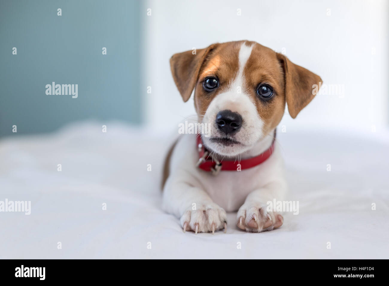 jack russel puppy on white bed Stock Photo Alamy