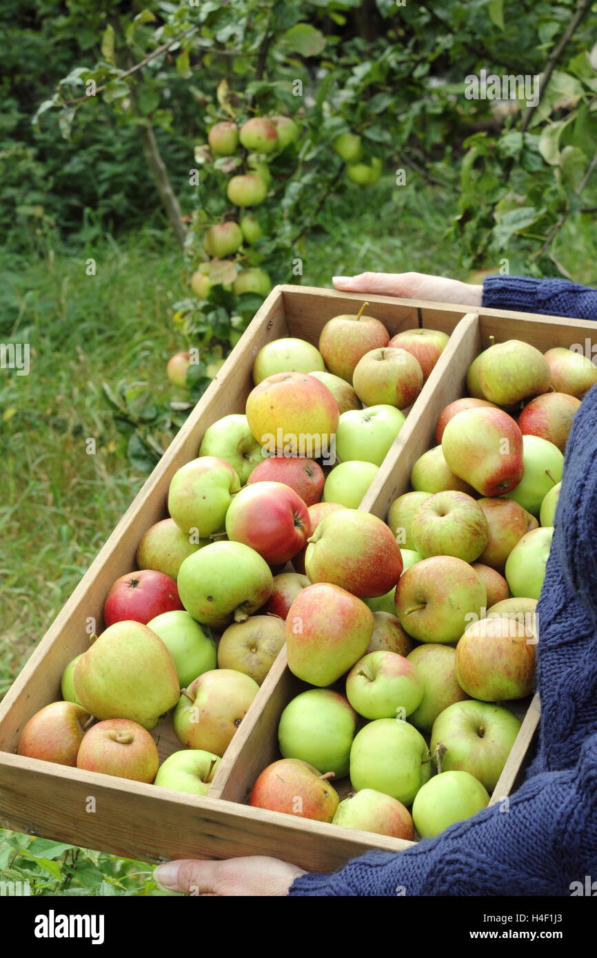 Freshly picked heritage apples (malus domestica) are carried through an