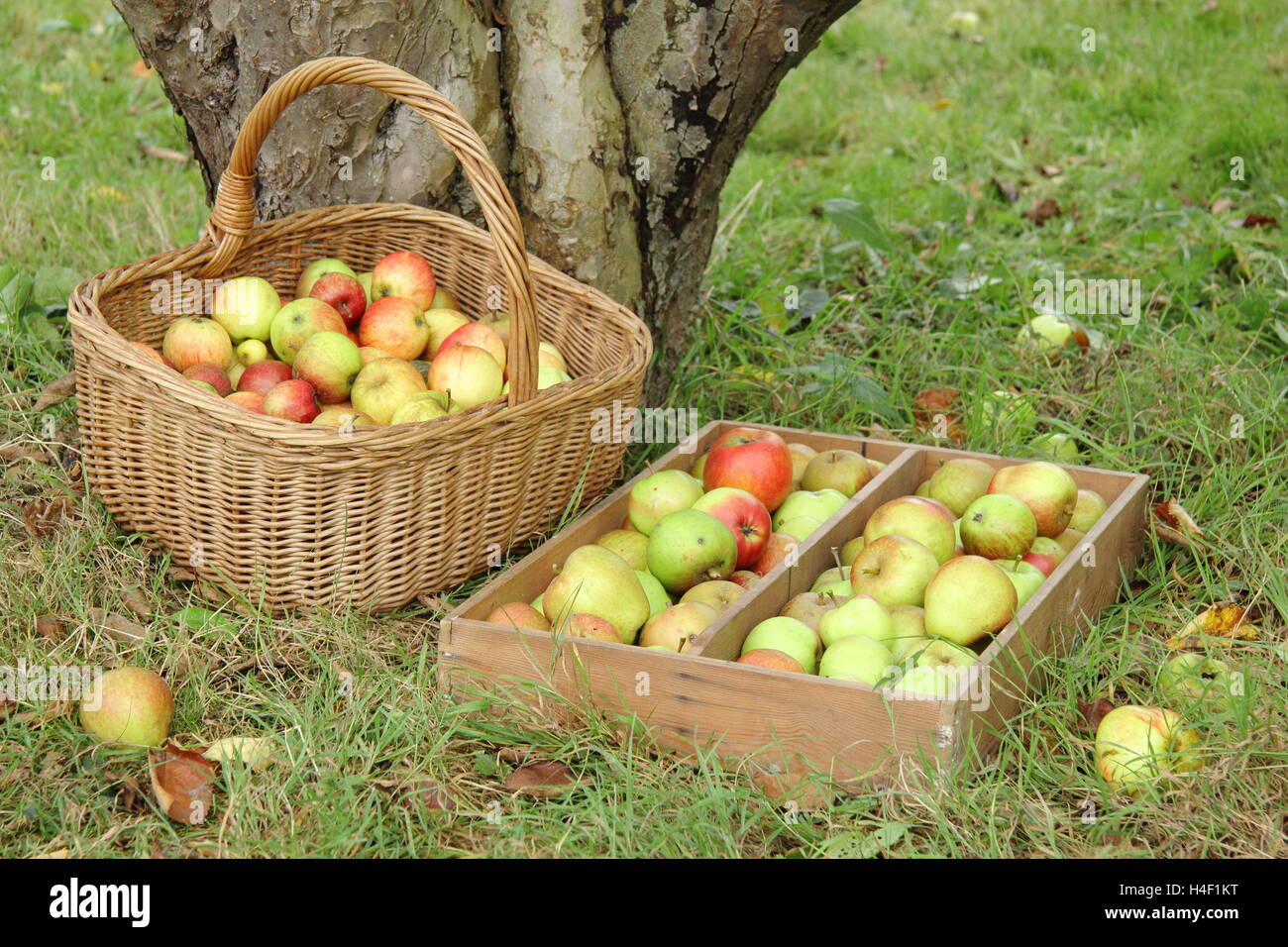Freshly harvested old variety apples under a Bramley's Seedling apple tree in an English heritage orchard on a fine October day Stock Photo