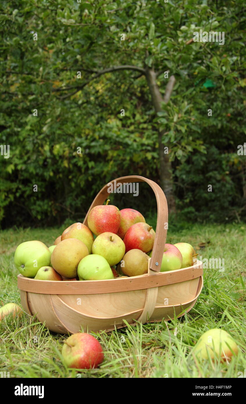 Freshly harvested apples (malus domestica) in a trug by an apple tree in an English heritage orchard on a fine autumn day Stock Photo