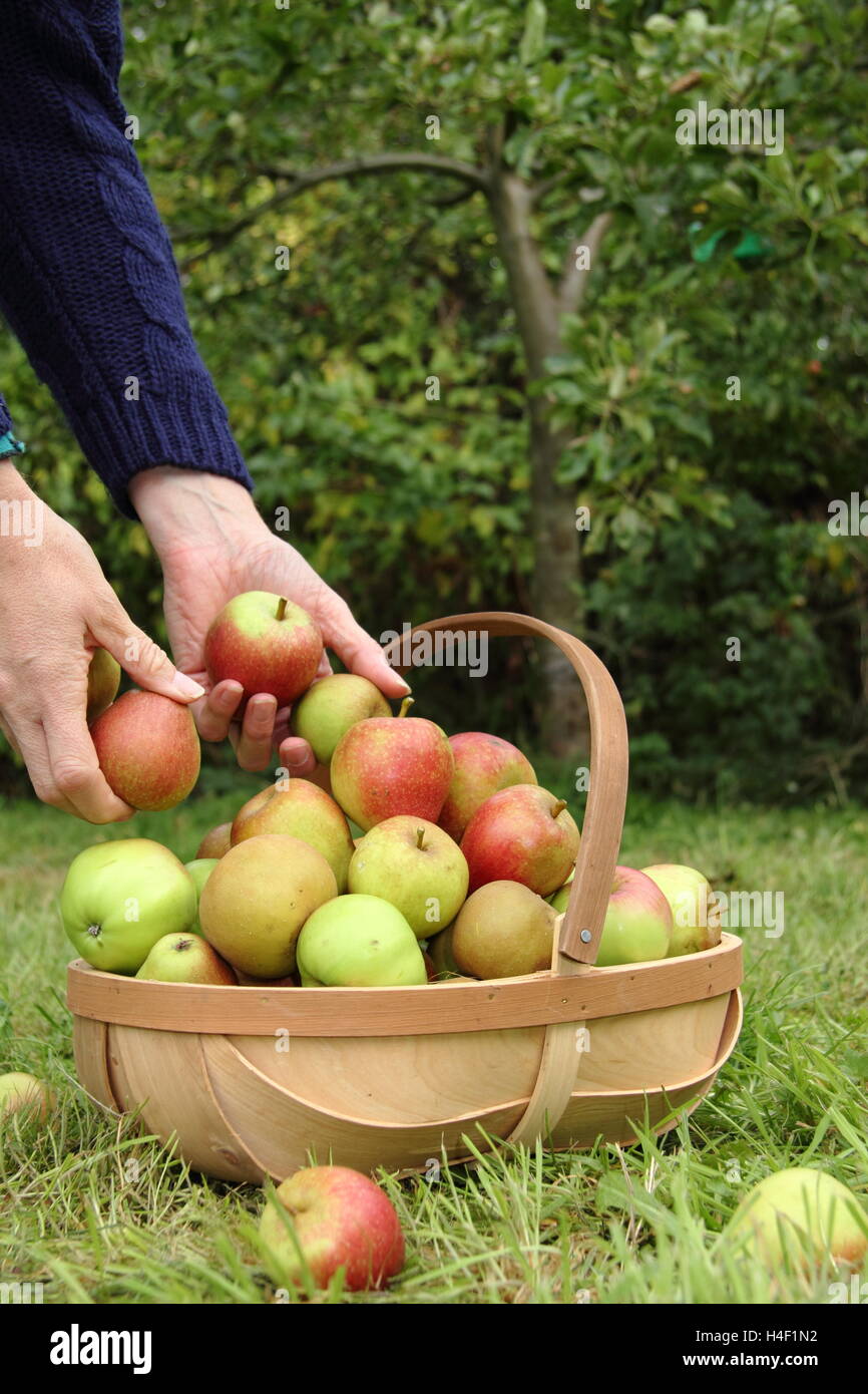 Freshly harvested heritage apples (ribston pippin, margil, egremont russet) are gathered in a trug in an English orchard Stock Photo