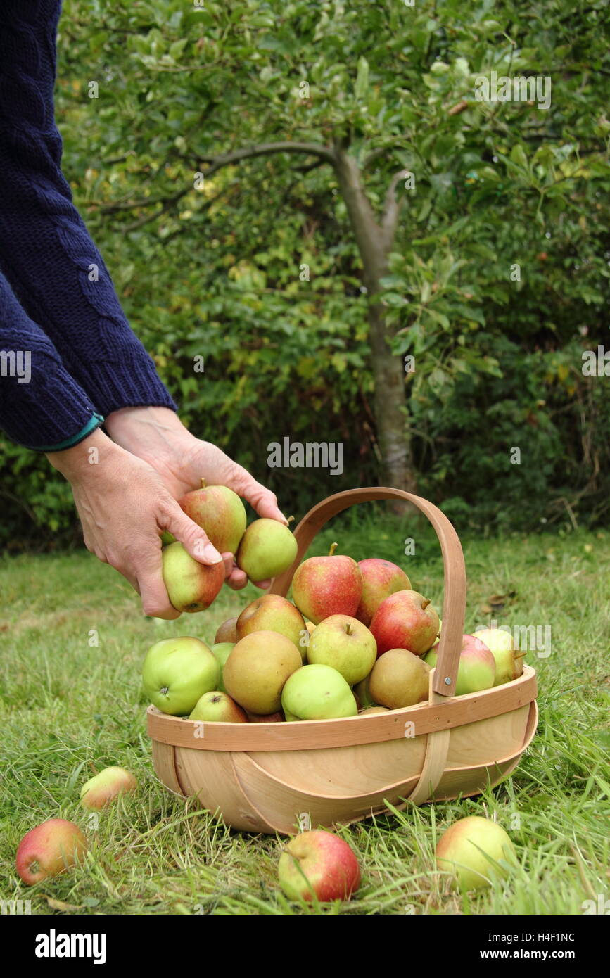 woman harvests a variety of heritage apples (ribston pippin, margil, egremont russet) in a trug in an English orchard Stock Photo