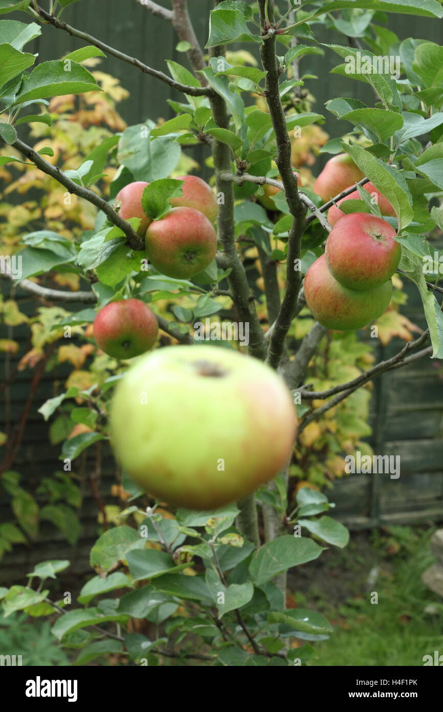 An apple falls from a tree in an English garden, illustrating Sir Isaac Newton's law of universal gravitation. Stock Photo