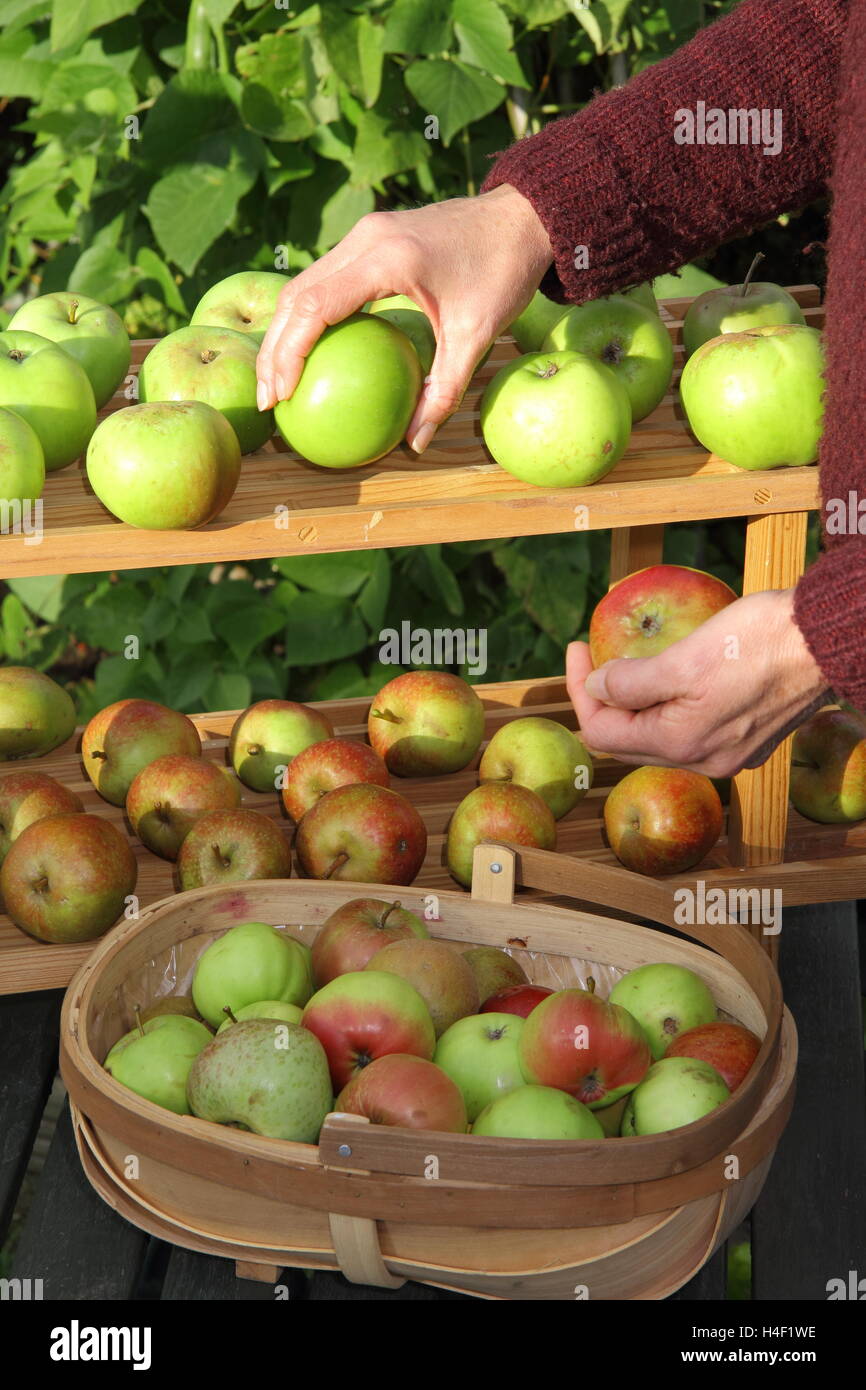 Freshly harvested apples are sorted according to variety and stored in single layers on a makeshift rack -English garden setting Stock Photo