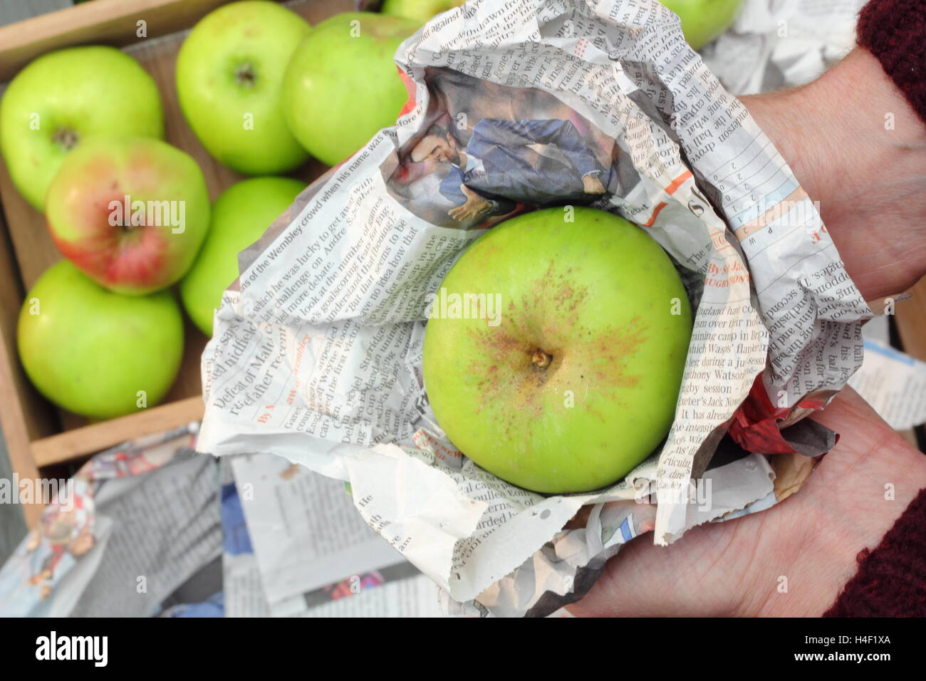 Fresh, unblemished Bramley apples (malus domestica Bramley's Seedling) are individually wrapped in newspaper ready for storage Stock Photo