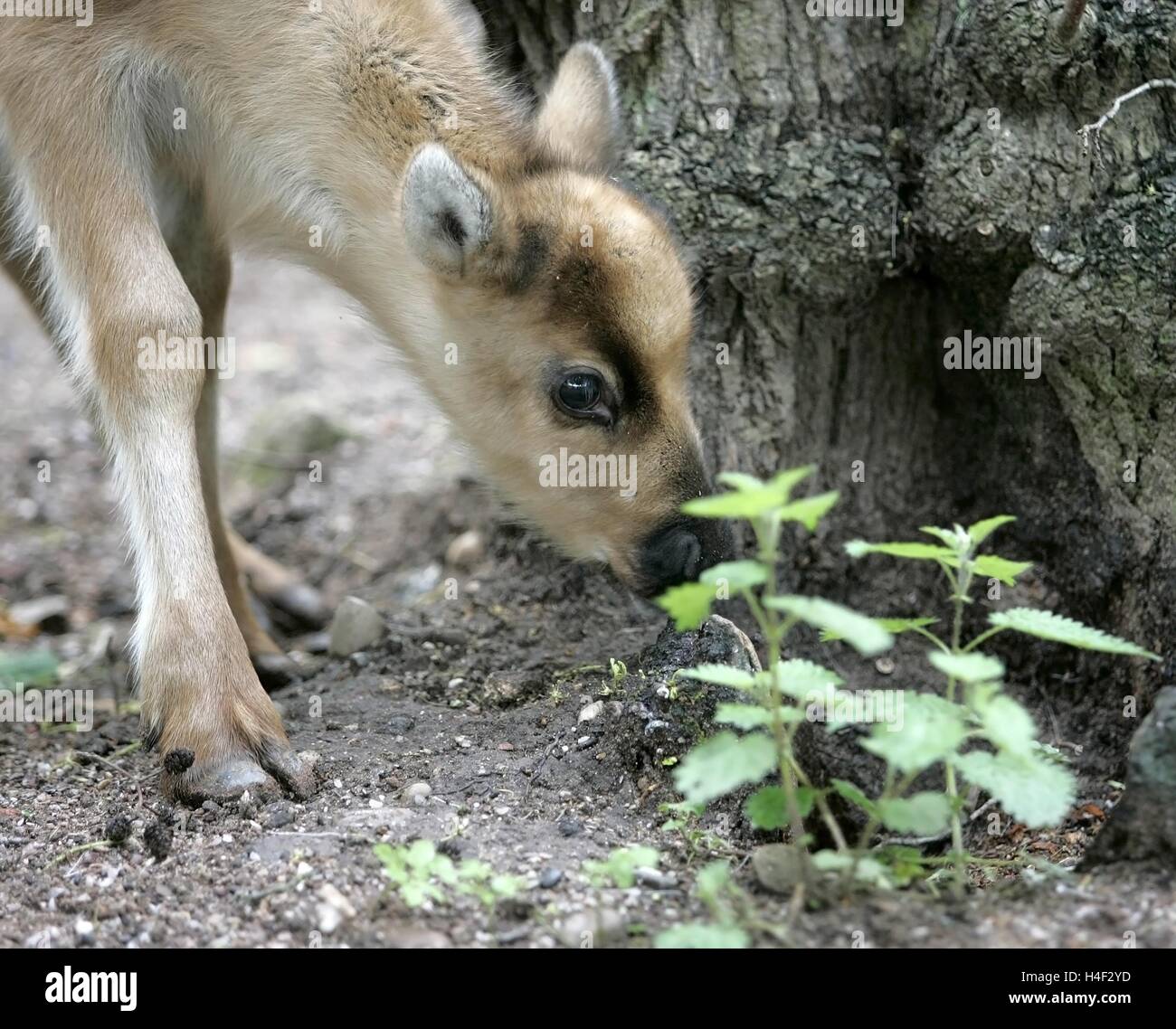 Baby reindeer hires stock photography and images Alamy