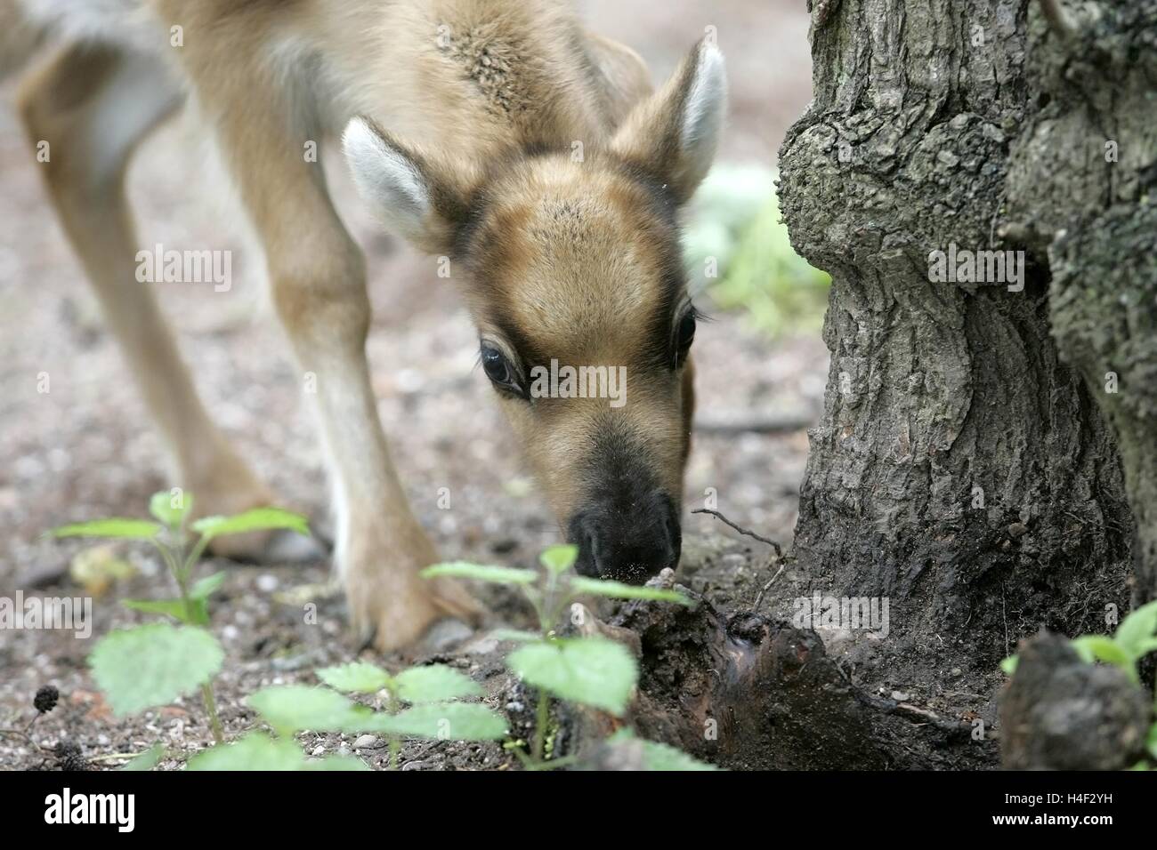 Baby reindeer hires stock photography and images Alamy