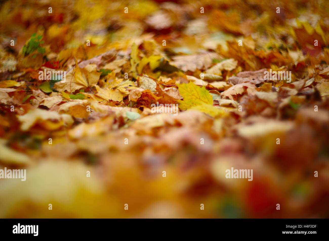 Orange dry maple leaf hi-res stock photography and images - Alamy
