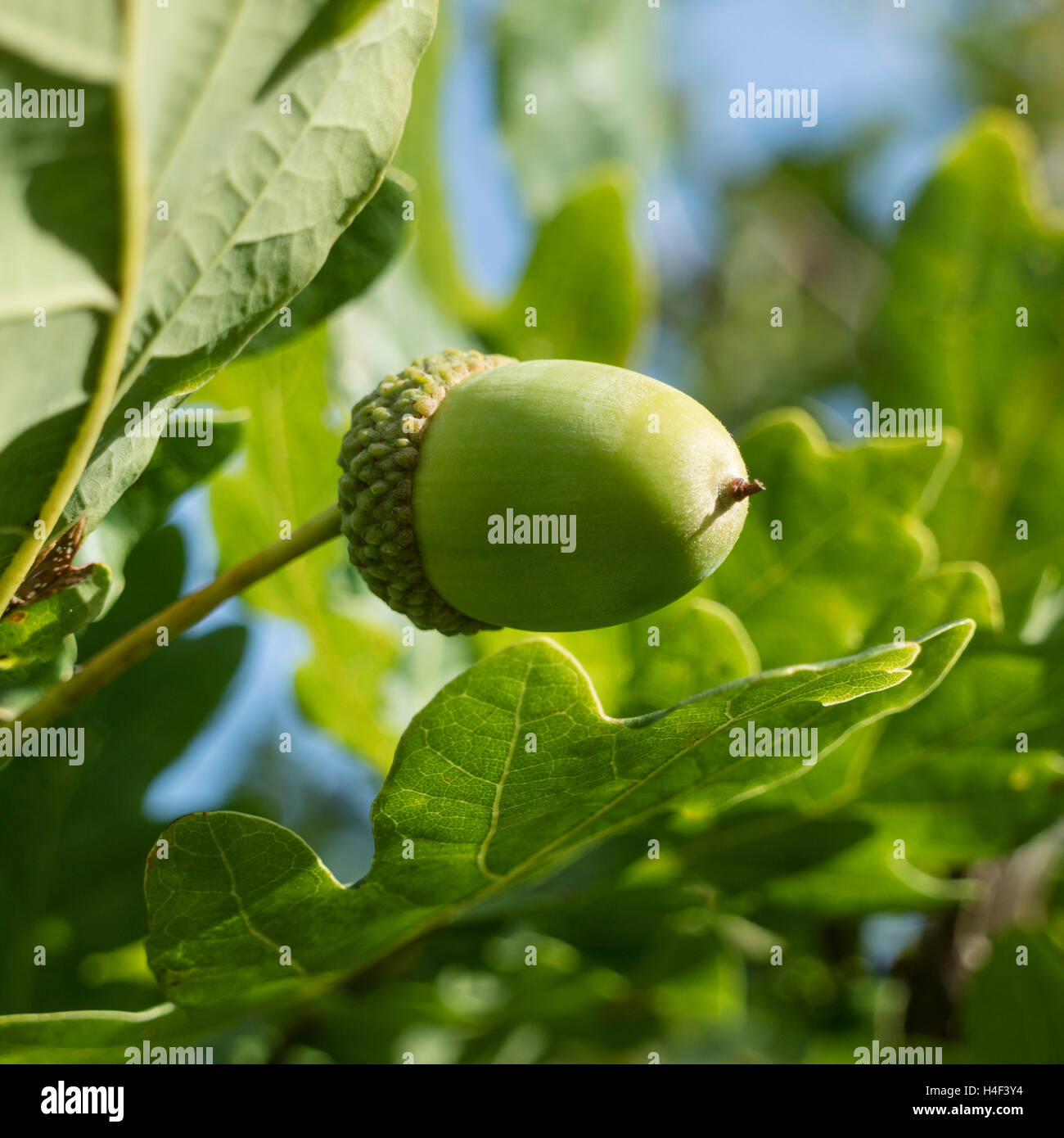 Fresh young acorn on a tree Stock Photo