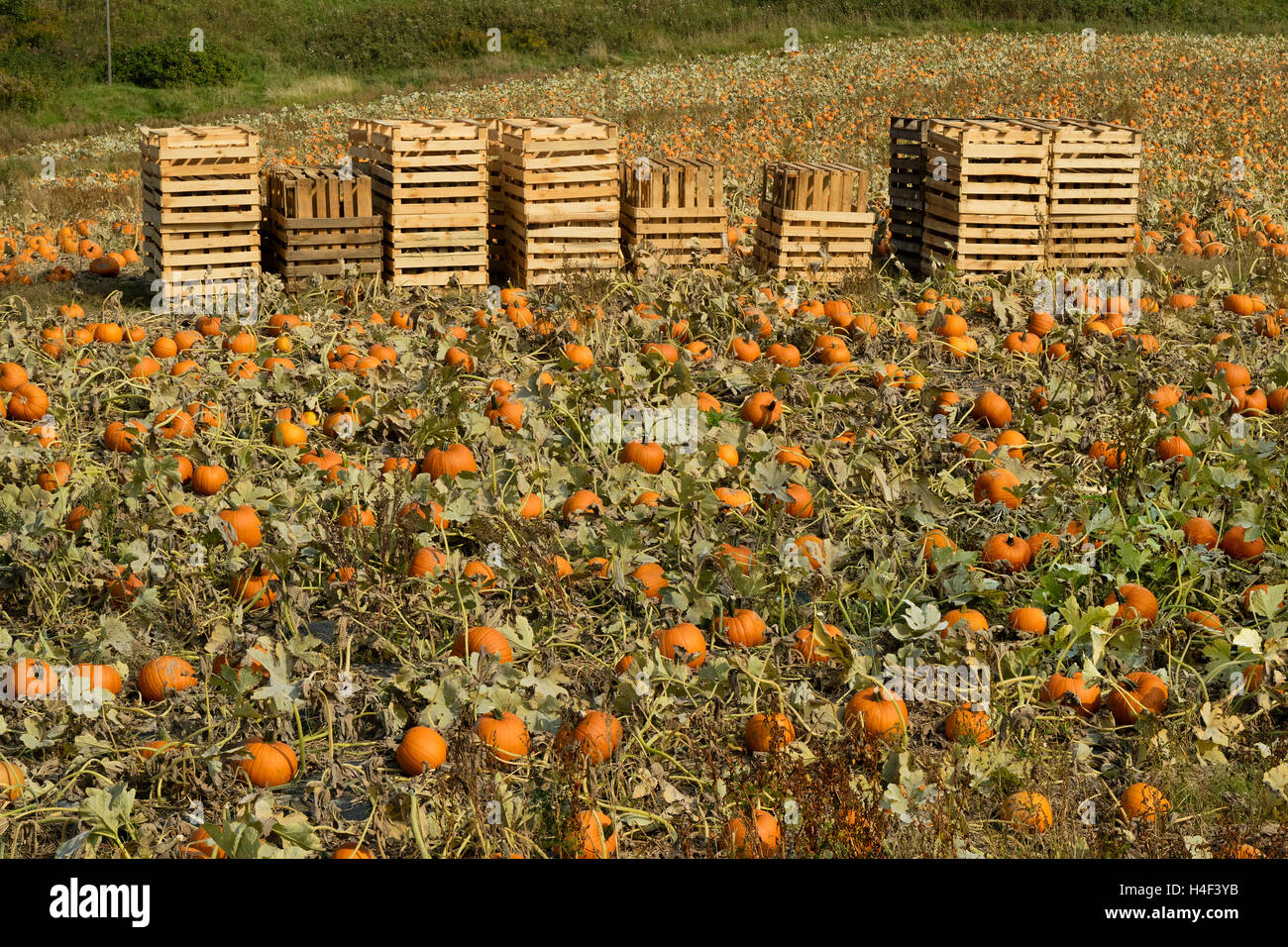 Field with orange pumpkins and wooden crates Stock Photo - Alamy