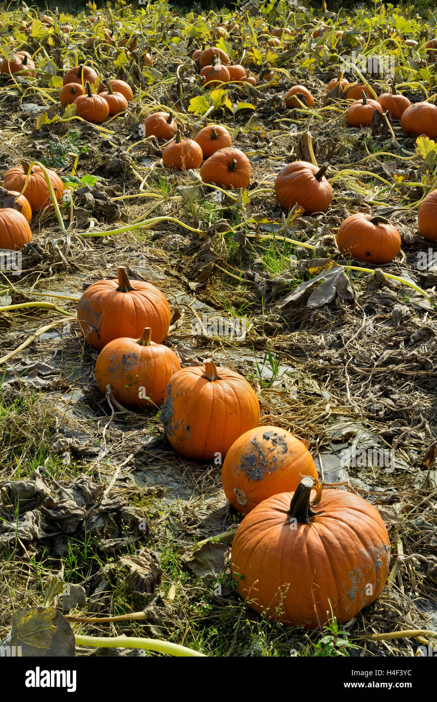 Field with orange pumpkins Stock Photo - Alamy