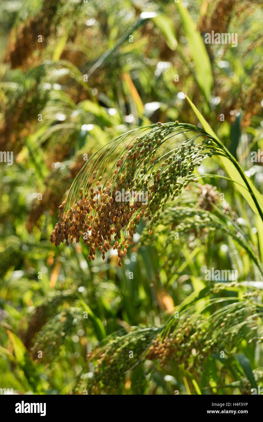 Ripe heirloom proso millet growing outdoors close up Stock Photo