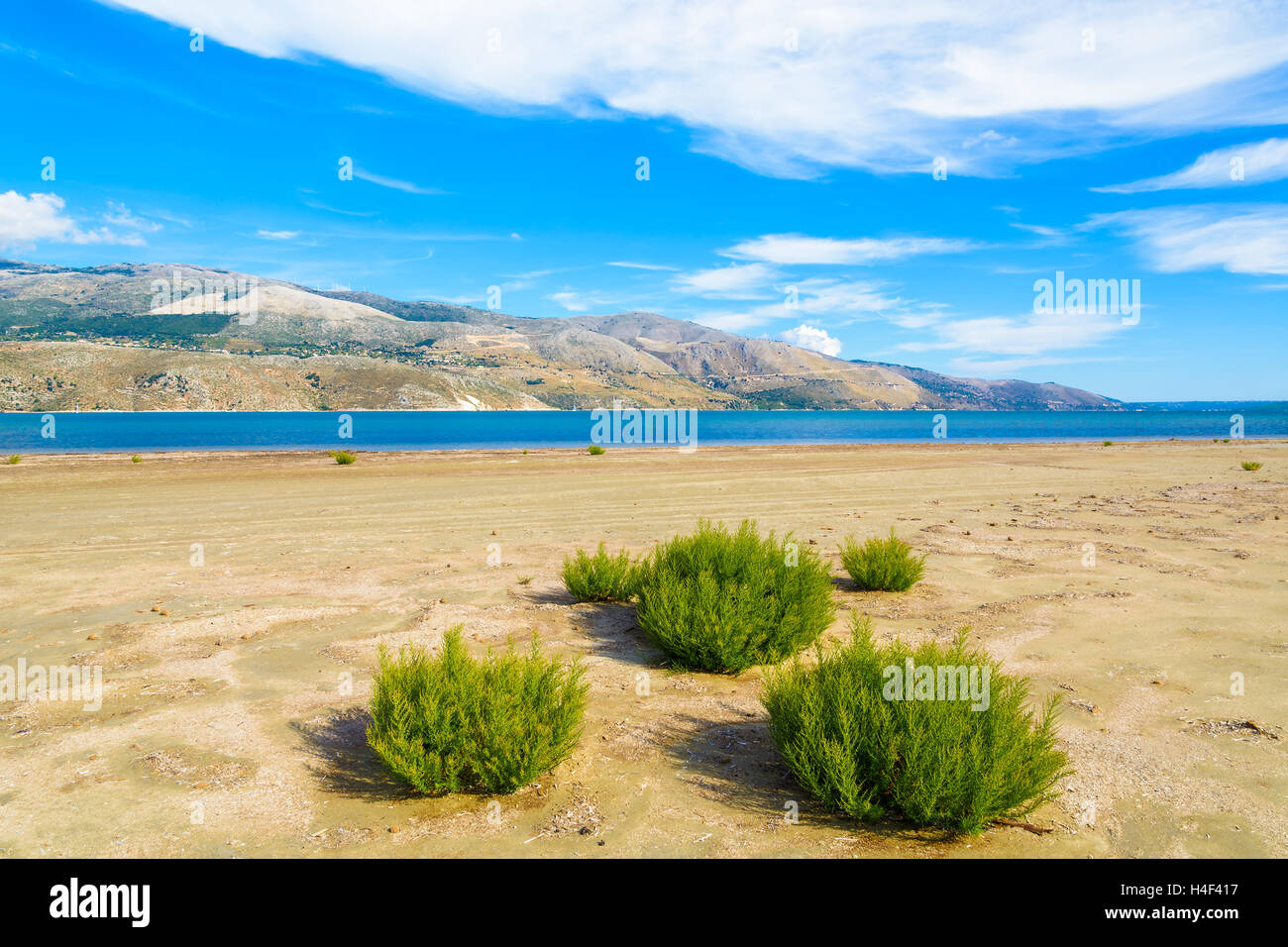 Green plants growing on sand at salt lake lagoon, Kefalonia island, Greece Stock Photo