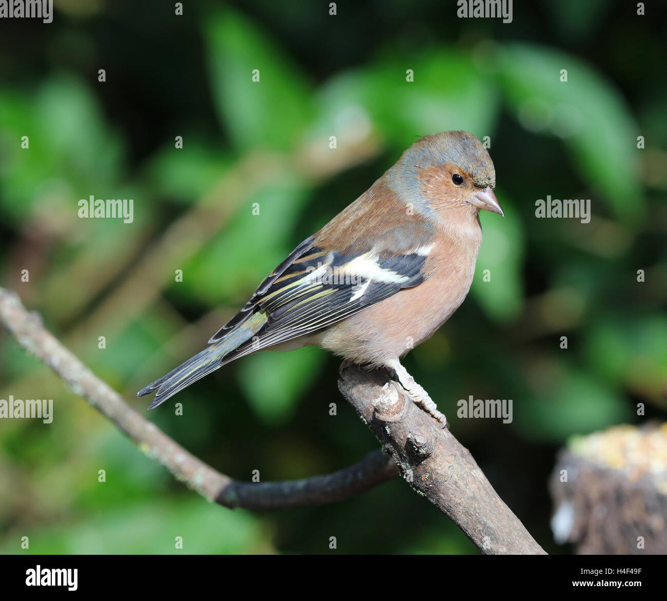 Close up of a male chaffinch Stock Photo