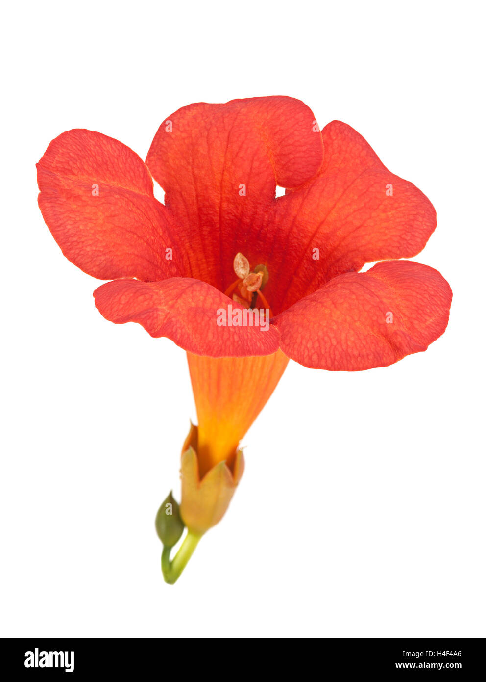 Trumpet creeper flower closeup isolated on white Stock Photo