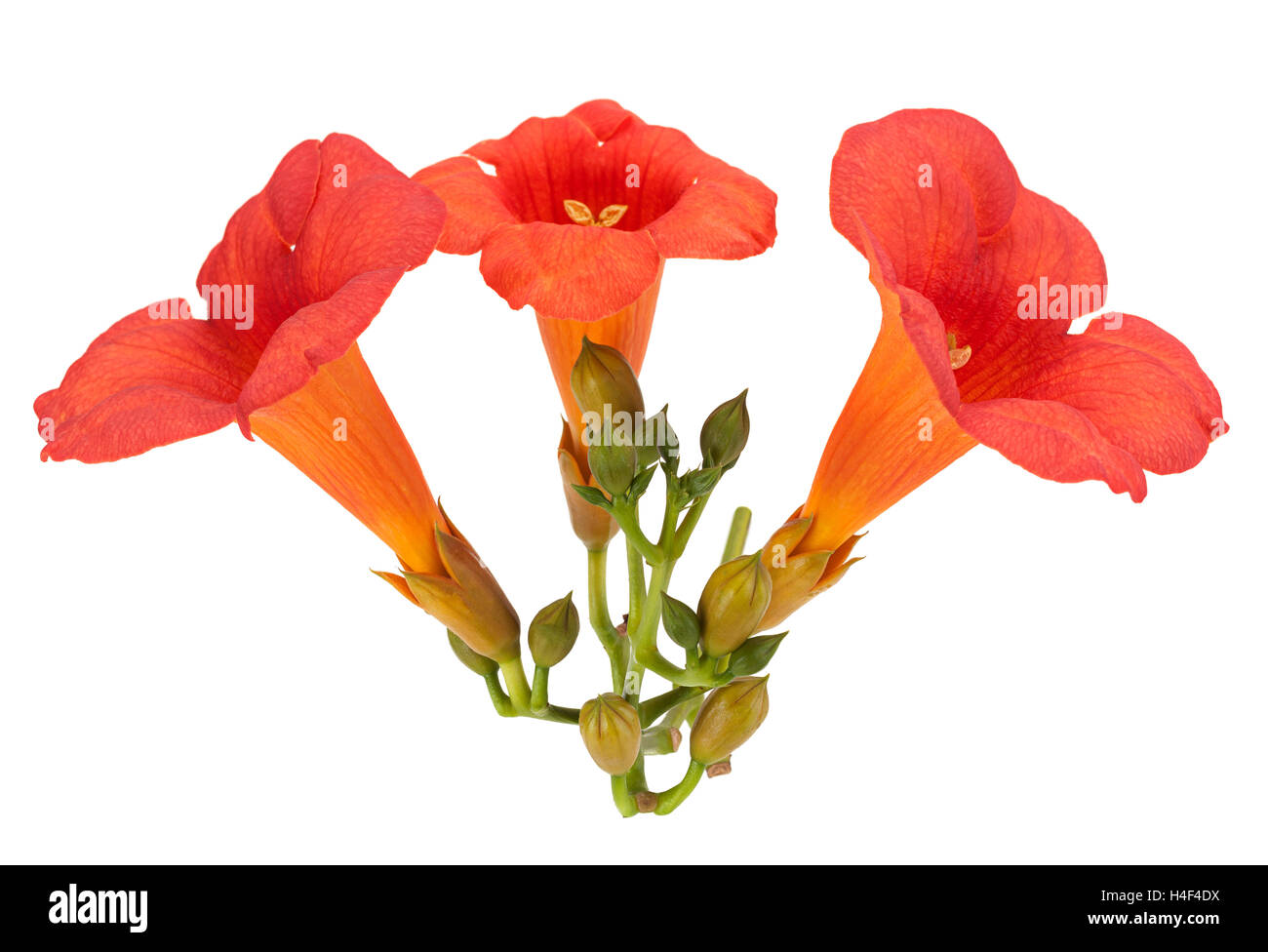 Trumpet creeper flower closeup isolated on white Stock Photo