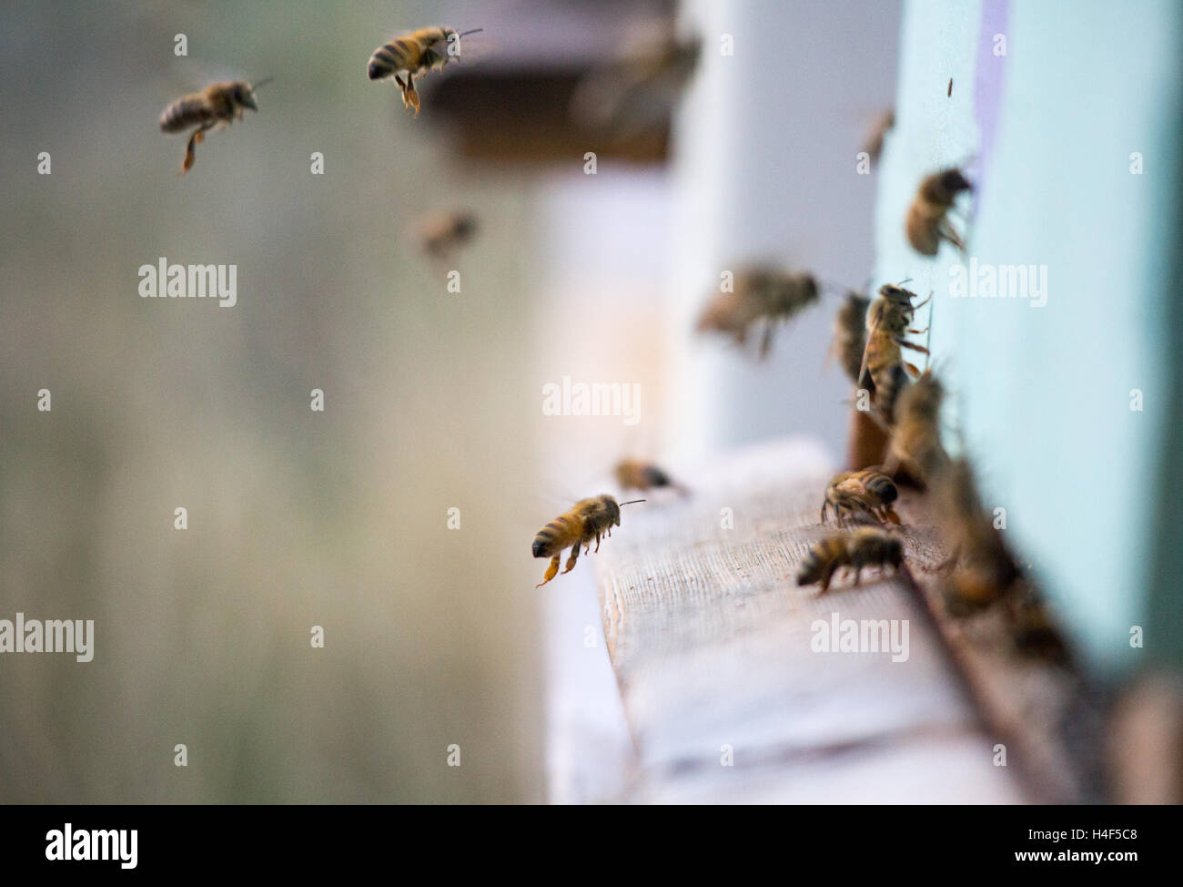 Bees flying in and on their hive, nature inspiration, Vancouver Island Stock Photo