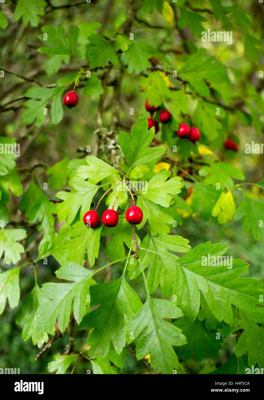 In fall hawthorn berries turn red and they are edible plant, nature feeds us, Vancouver Island Stock Photo