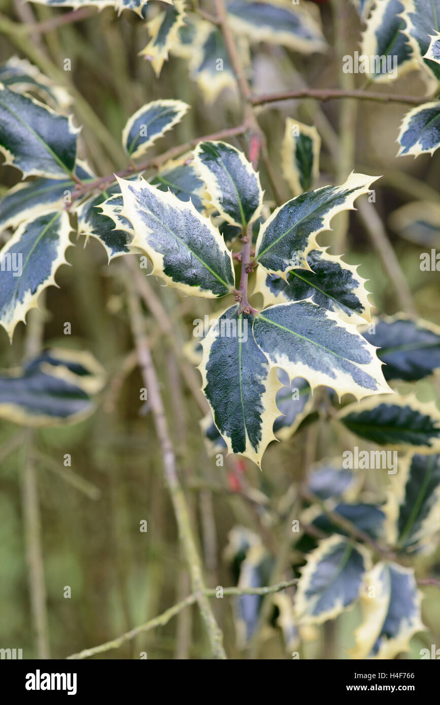 Artificial Plastic green wall panel Stock Photo - Alamy