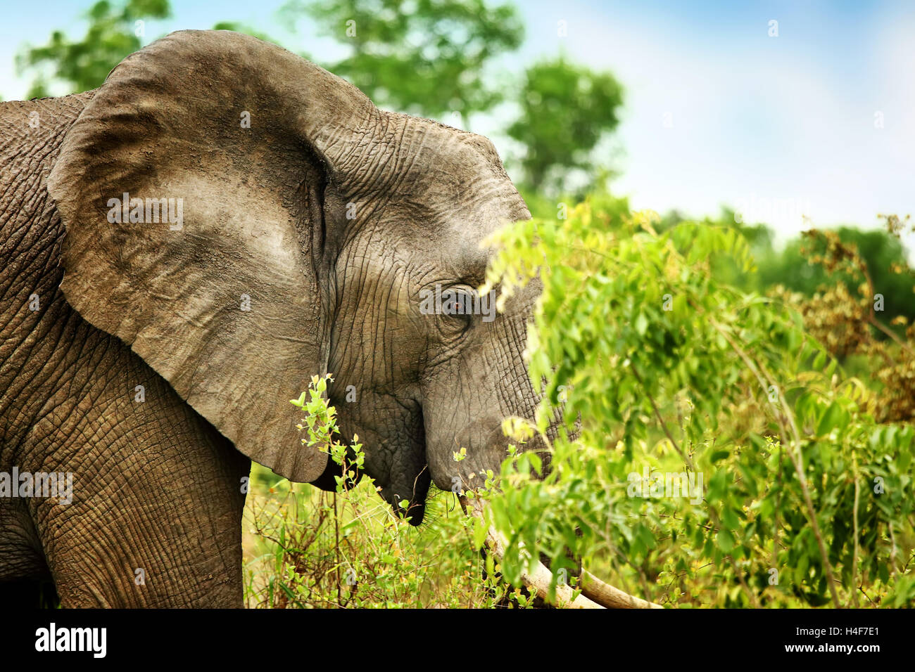 Side view portrait of a beautiful elephant eating tree leaves, big wild animal, safari game drive, Eco travel and tourism Stock Photo