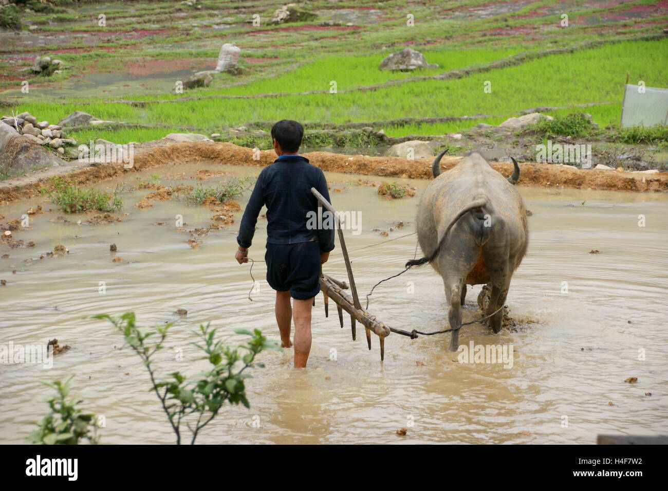 Ploughing rice fields in Sapa, Northern Vietnam. Water buffalo (Bubalus bubalis carabanesis, Carabao) working in rice paddies.  Sapa, Vietnam, Lao Cai Stock Photo