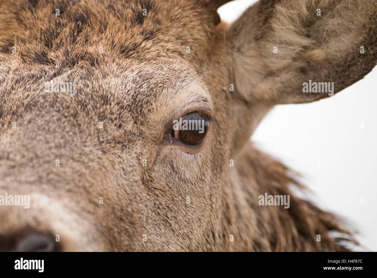 Eye to eye with a red deer (Cervus elaphus) stag, Knoydart, Lochaber, Scotland, winter. Stock Photo