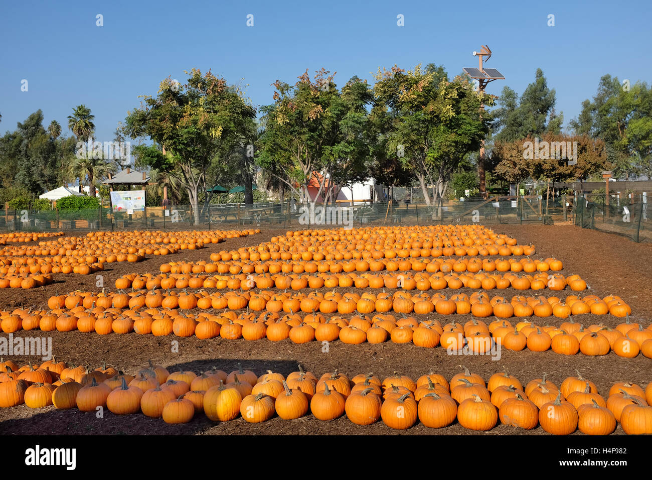 lake wales pumpkin patch