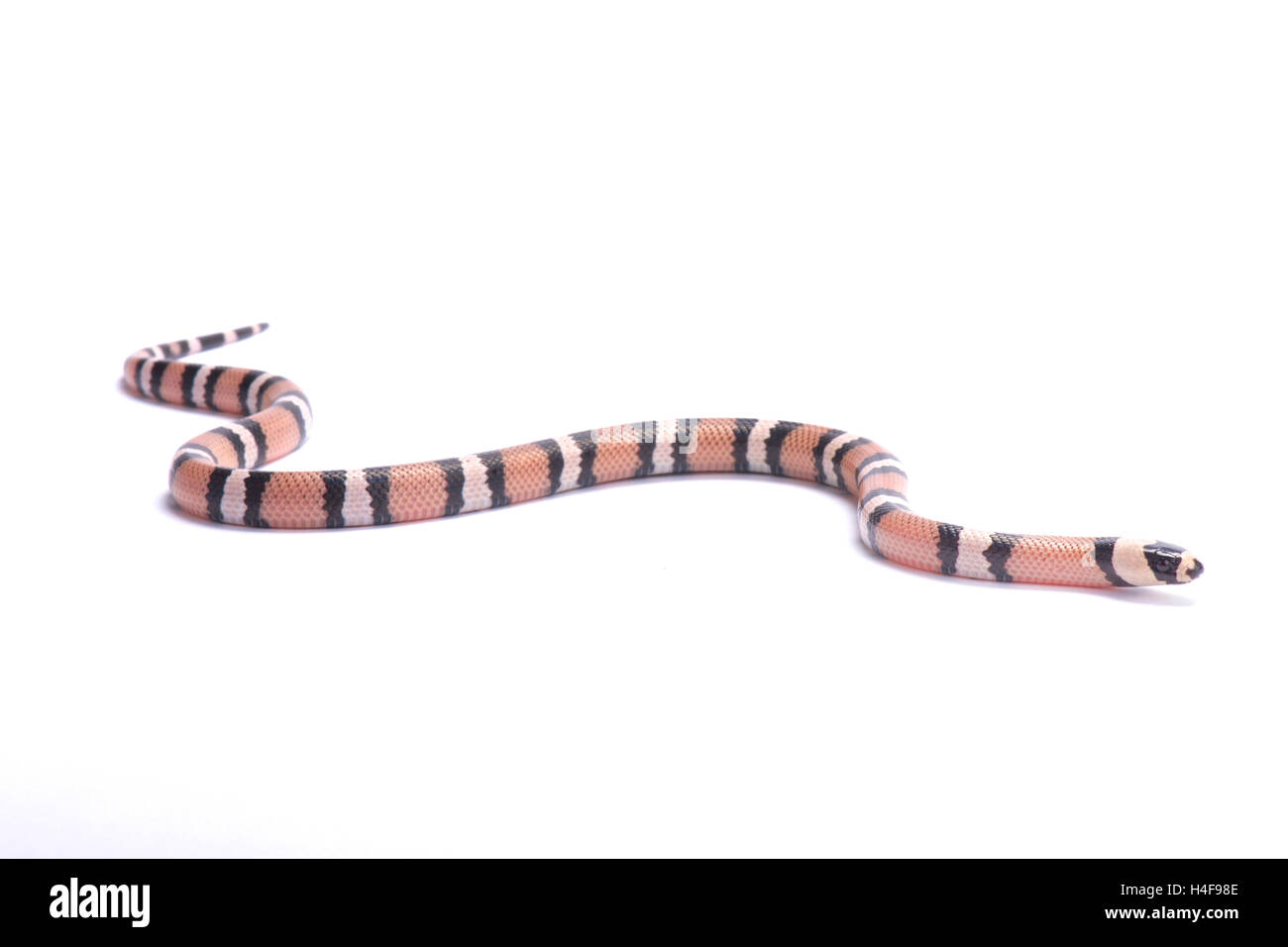 Honduran milk snake,Lampropeltis triangulum hondurensis, anerythristic Stock Photo