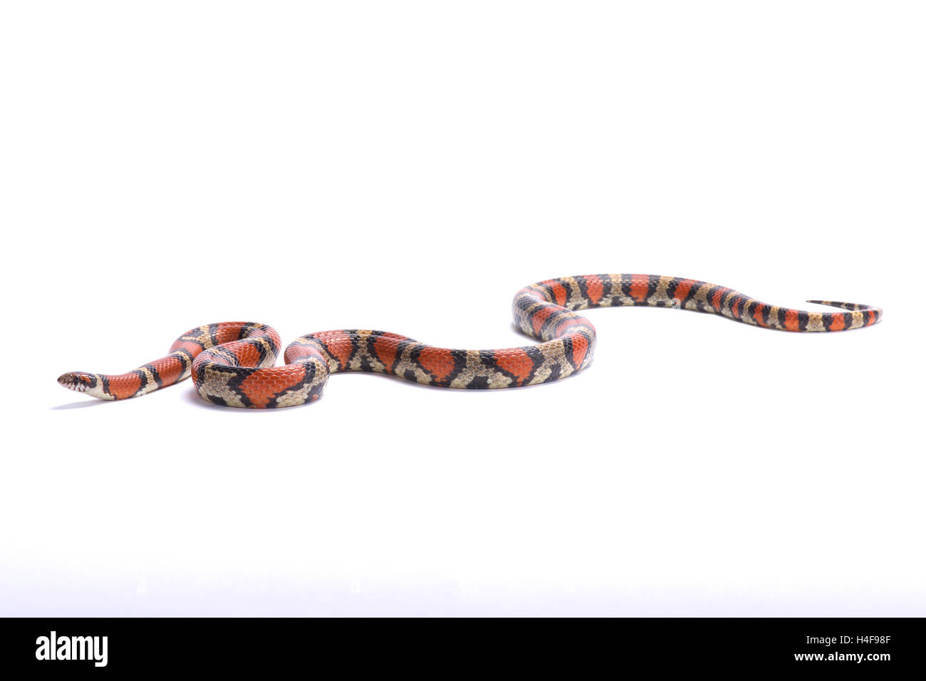 Red milk snake, Lampropeltis triangulum syspila,United States, Stock Photo